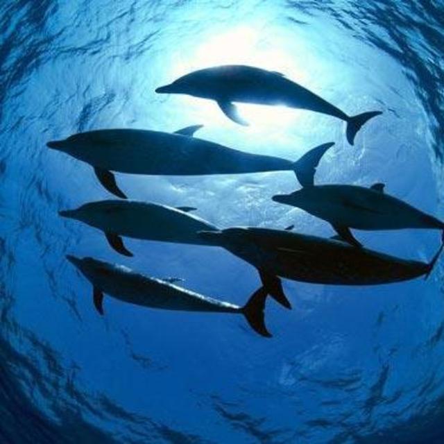 Swimming with Dolphins