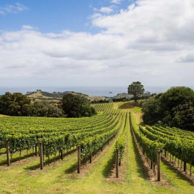 Vineyard Tour by Bicycle