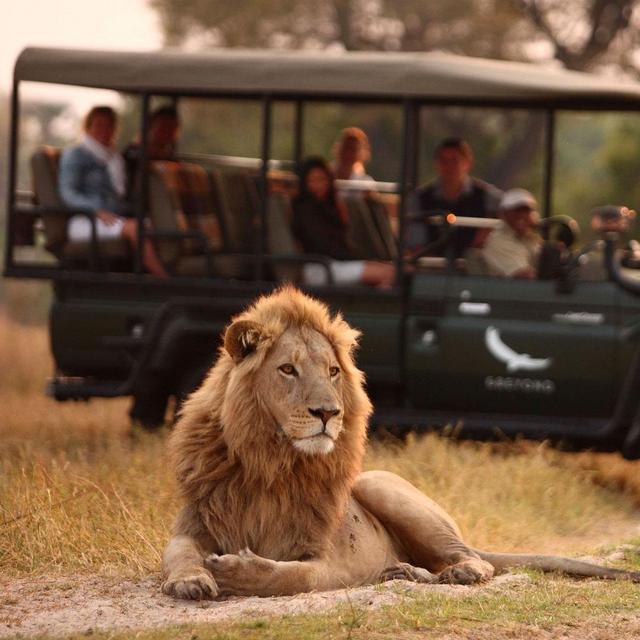 Safari Game Drive