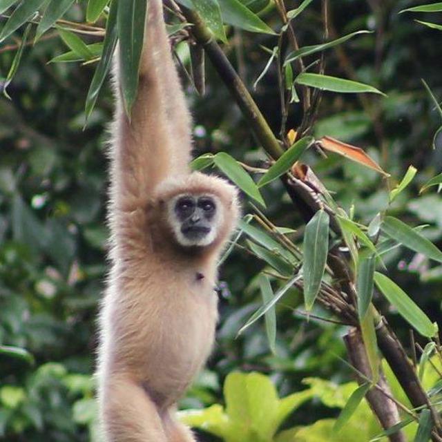 Half Day: Guided Jungle Hike