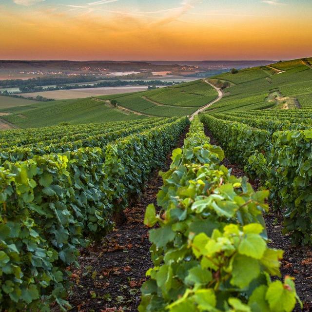 Honeymoon Day Trip to the Champagne Region