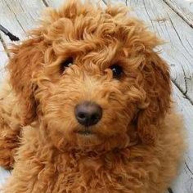 Little brother for Leila