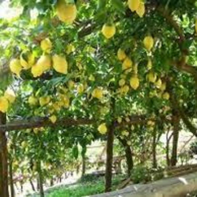 Limoncello & Olive Oil Tasting in Sorrento