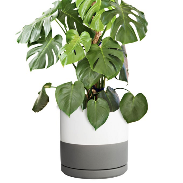 10" Cylinder Pot with Tray, White/Grey
