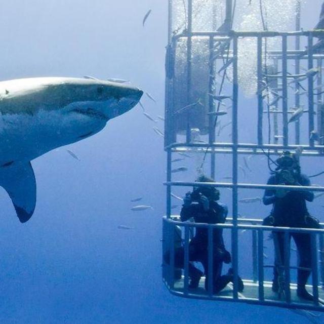 Gansbaai Great White Shark Cage Diving