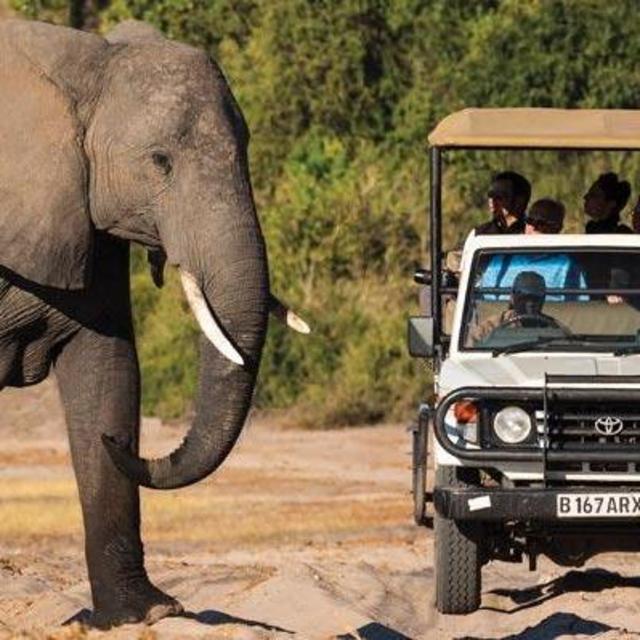 Hwange Safari