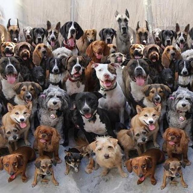 Our Puppy Problem Fund