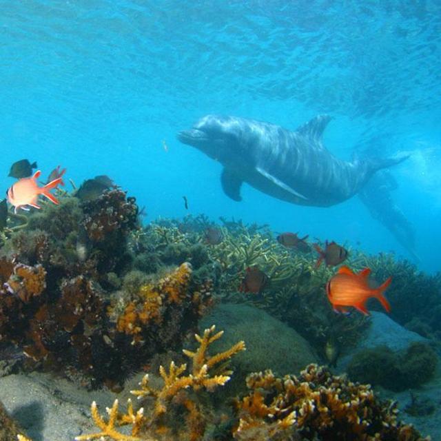 Dolphin Encounter