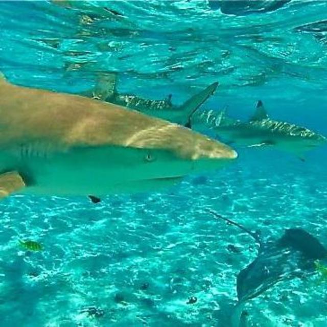 Swimming with sharks and stingrays in Bora Bora