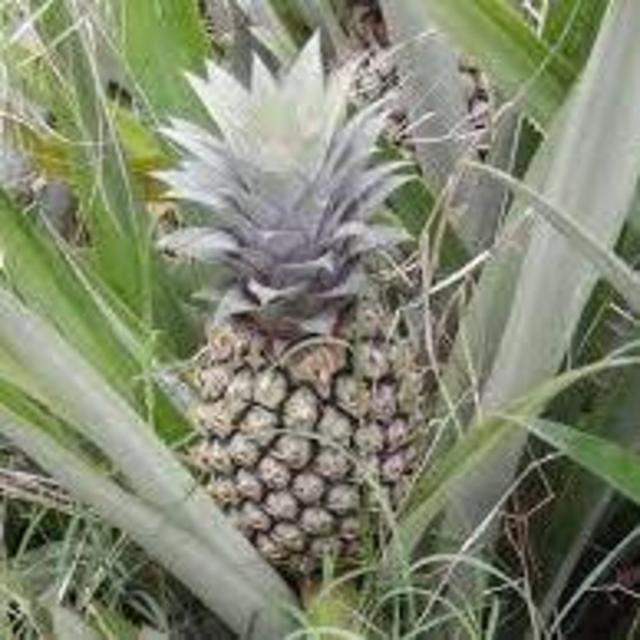 Pineapple field tour