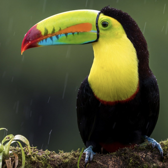 Bird Watching/Nature Tours