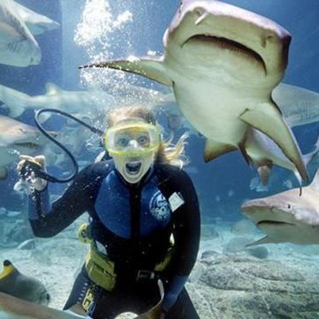 Shark Dive