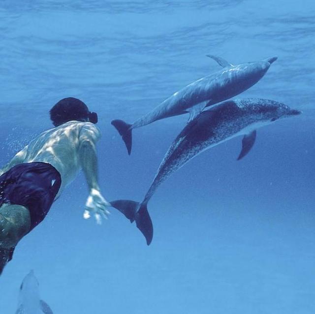 Swim with the Dolphins