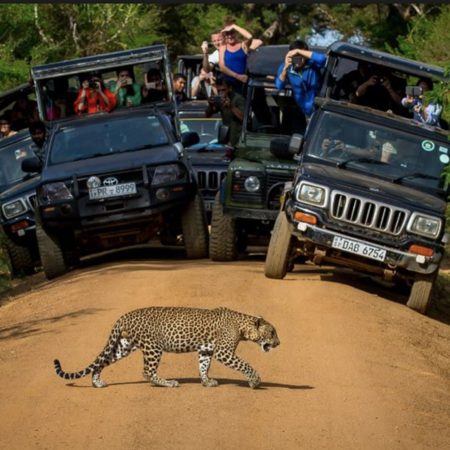 Safari at Wilpattu National Park, Sri Lanka