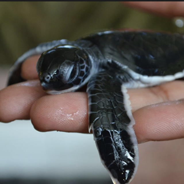 Visit to the Sea Turtle Hatchery, Sri Lanka
