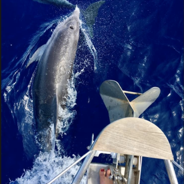 Sunset Champagne & Dolphin Cruise, Maldives