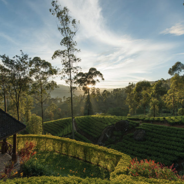 Tea Factory & Trail Tour, Ceylon Tea Trails Sri Lanka