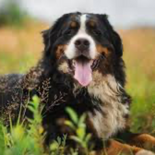 Help us decide which dog to get! (Bernese Mountain Dog fund)