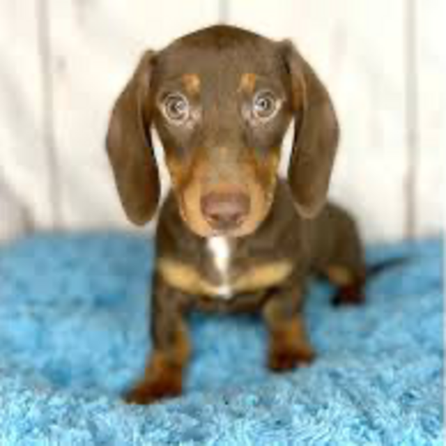 Help us decide which dog to get! (Dachshund fund)