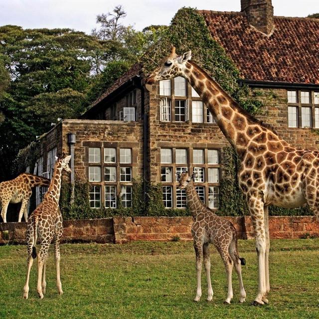 Lunch at Giraffe Sanctuary
