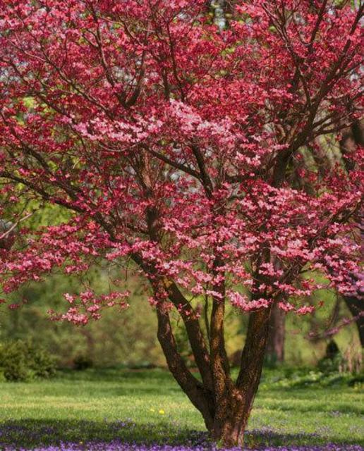 3-4 foot Red Dogwood Tree
