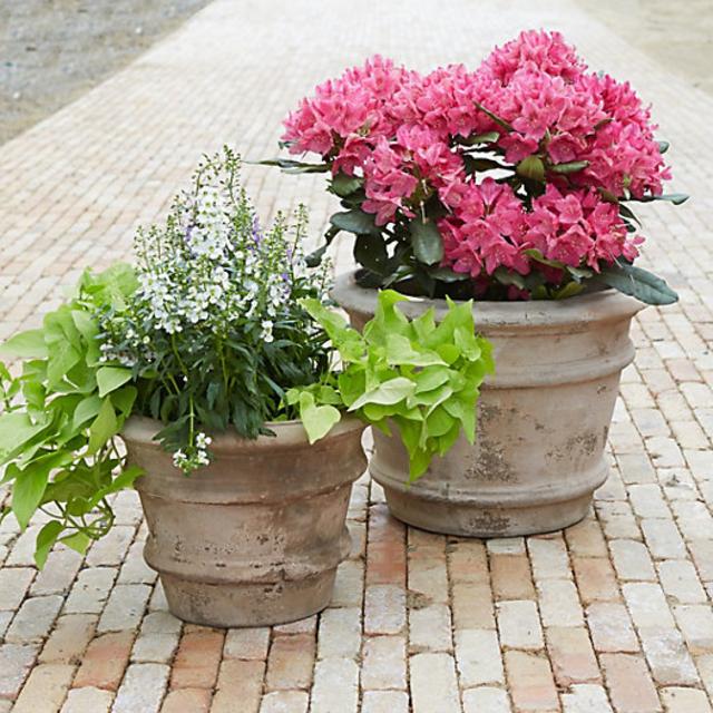 Aged Terracotta Banded Pot