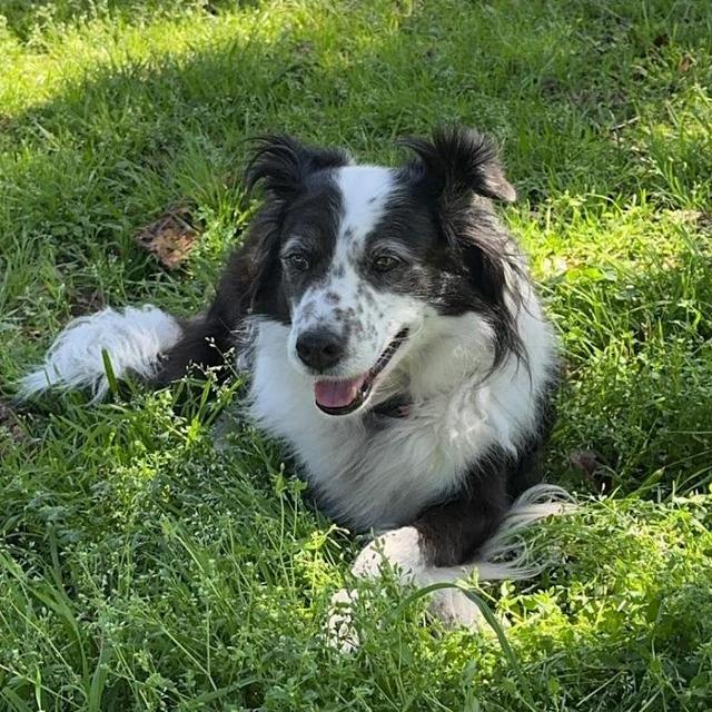 Extra Treats for Toby