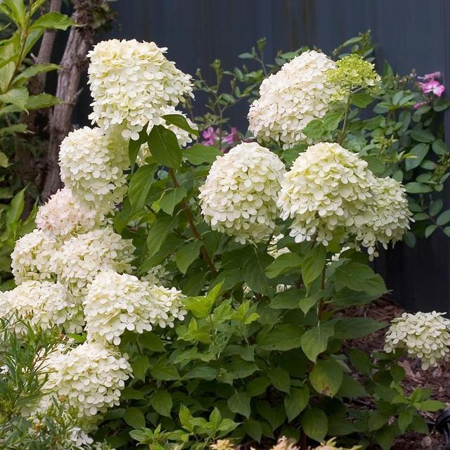 Flowering Shrub