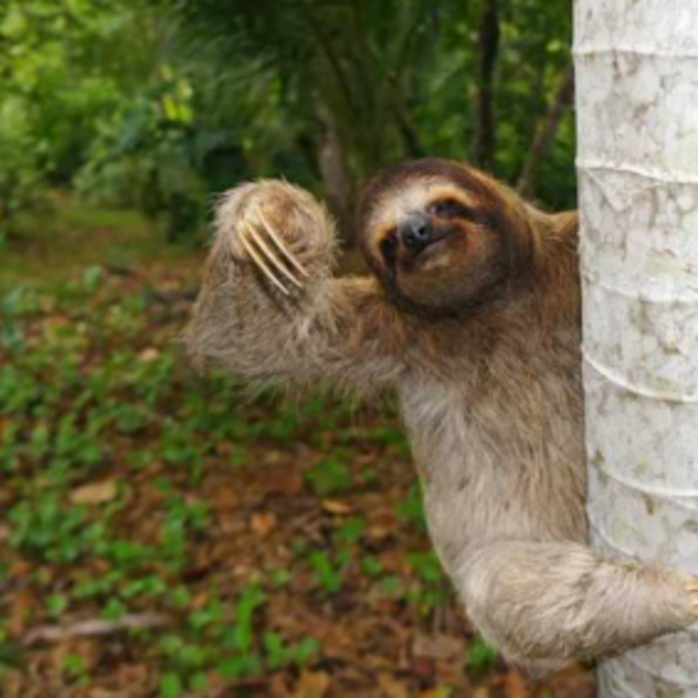 Sloth and Monkey Tour - Costa Rica