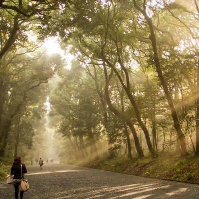 Meiji Shrine Walking Tour