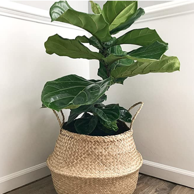Natural Craft Large Size Seagrass Belly Basket for Storage, Laundry, Picnic and Woven Straw Beach Bag - Plant Pots Cover Indoor Decorative