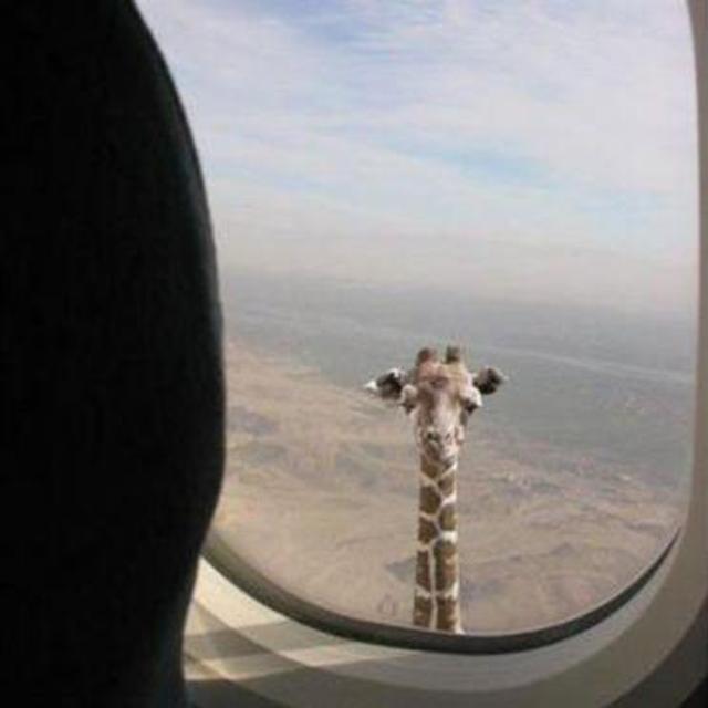 Honeymoon - Tickets to Africa