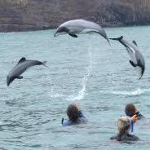 Swim with the dolphins tour