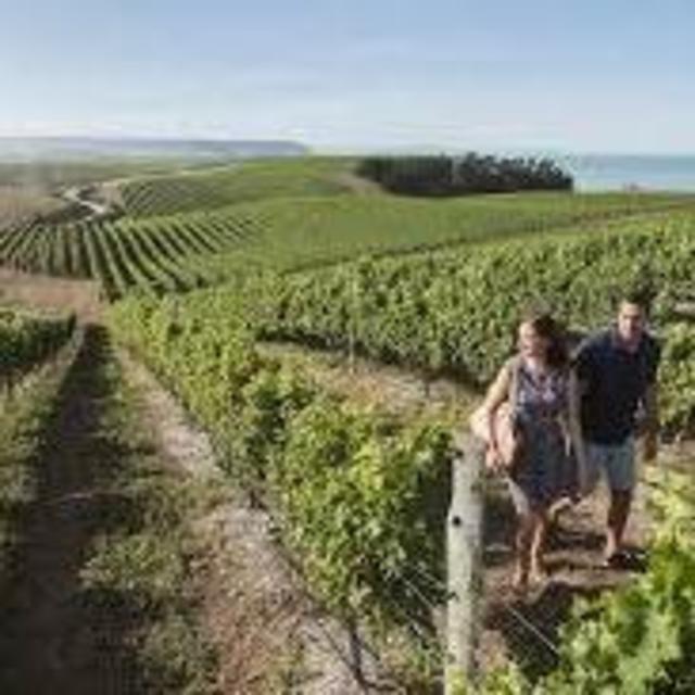 Wine tasting tour in Marlborough
