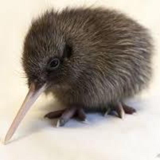 Tour of kiwi hatching facility