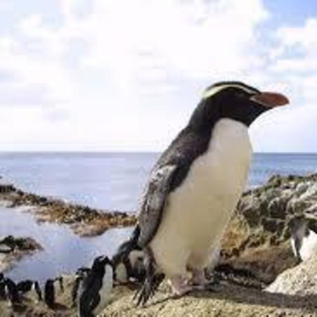 Entrance at Penguin Place Conservation Reserve