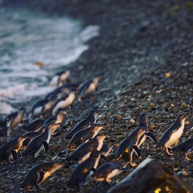 Oamaru Blue Penguin Colony.
