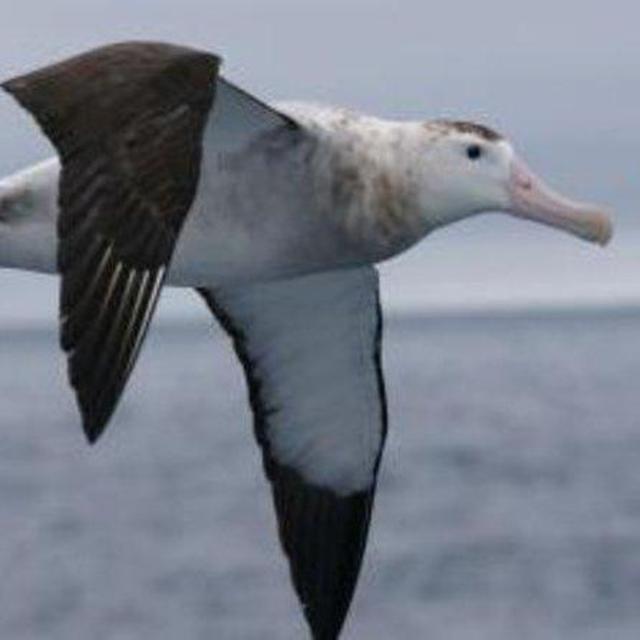 Kaikoura Albatross Encounter Tour