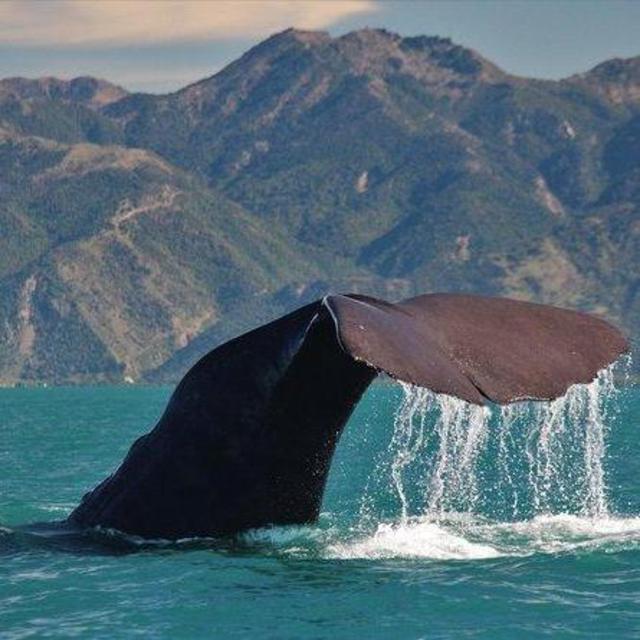 Whale Watching in Kaikoura by boat