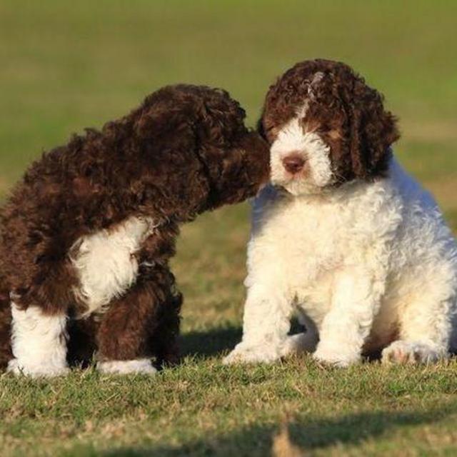 Our Future Puppy, Baci!