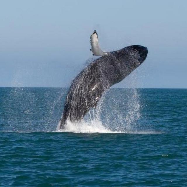 Whale Watching in Husavik