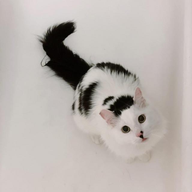 Honeymoon Petsitter for Paulie!