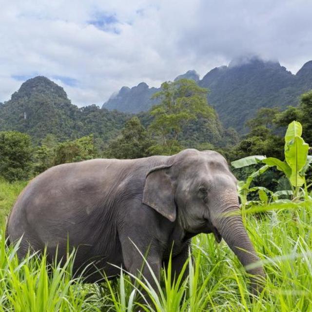 Jungle Trekking Safari - Khao Yai National Park