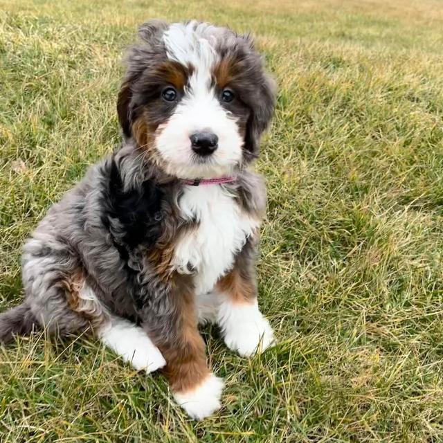 Bernedoodle Puppy Fund