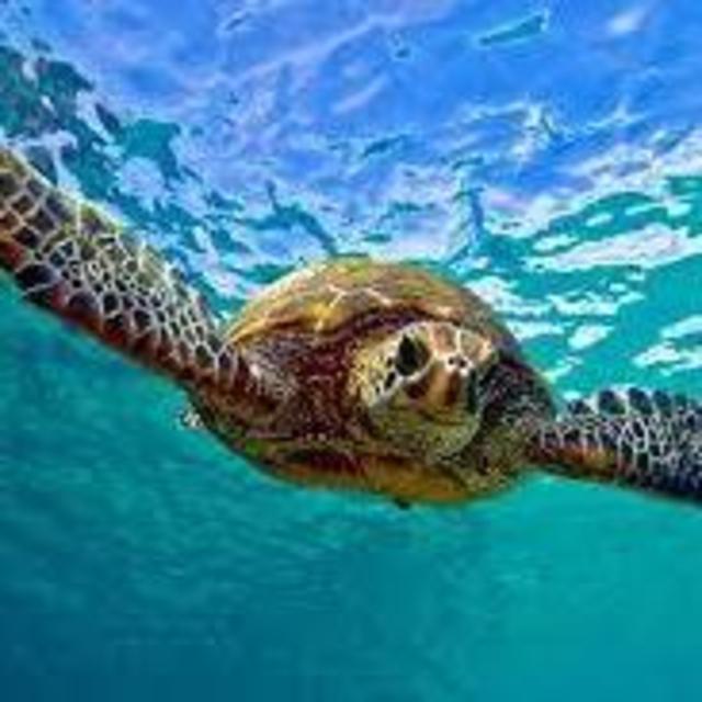 Swim with Turtles