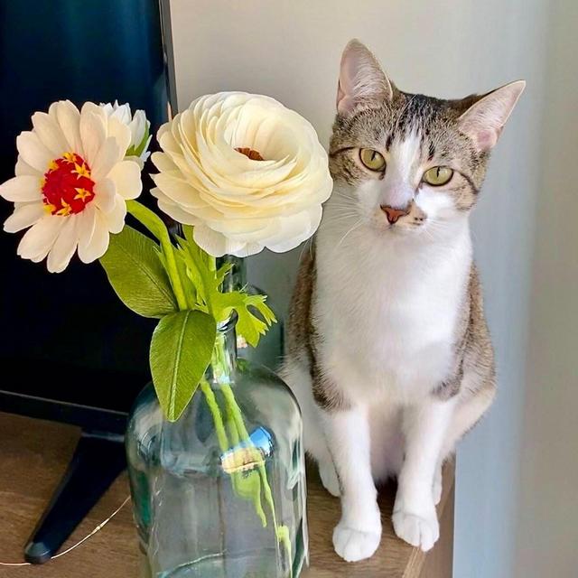 City Dogs & City Kitties Rescue Charity Donation