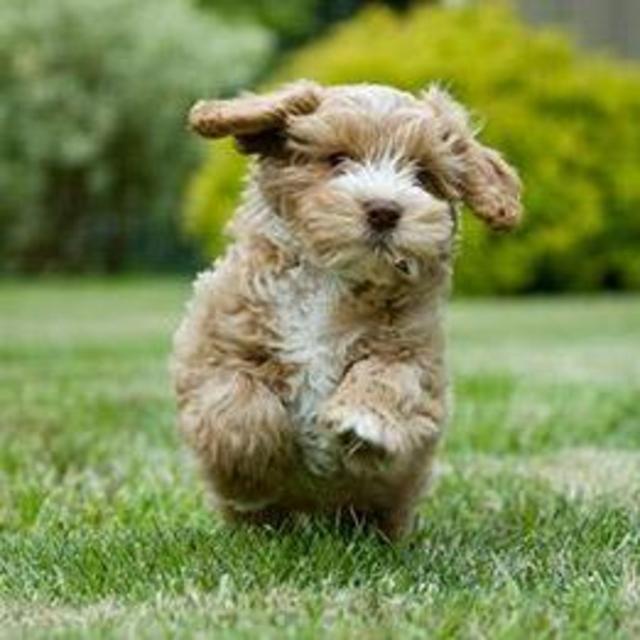 Help us bring Molly home