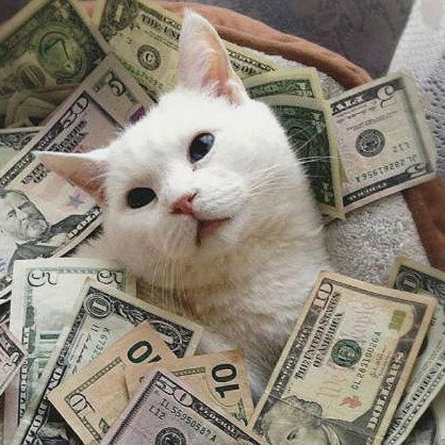 Cash