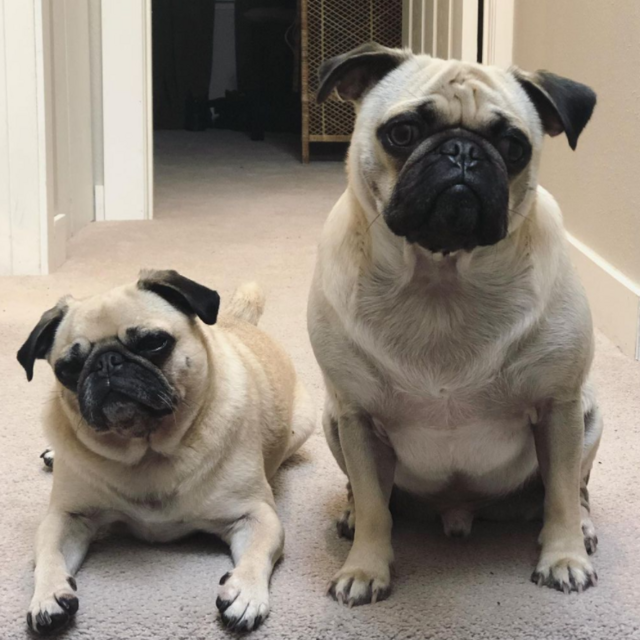 Our "need-a-good-vacuum-for-the-pug-fur" fund