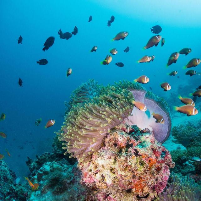 Maldives Honeymoon - Snorkel Safari